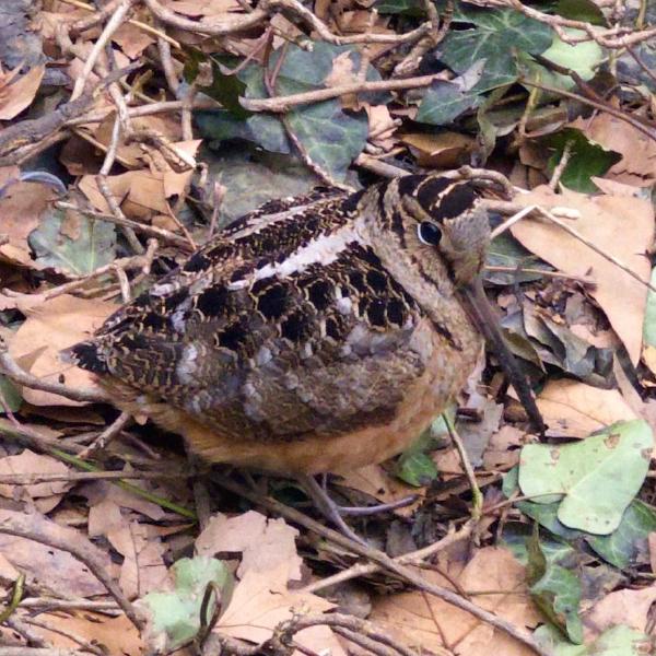 03-american-woodcock.jpg